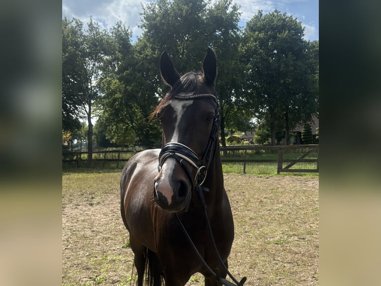 Welsh-D Castrone 9 Anni 148 cm Baio scuro in Heeswijk-Dinther