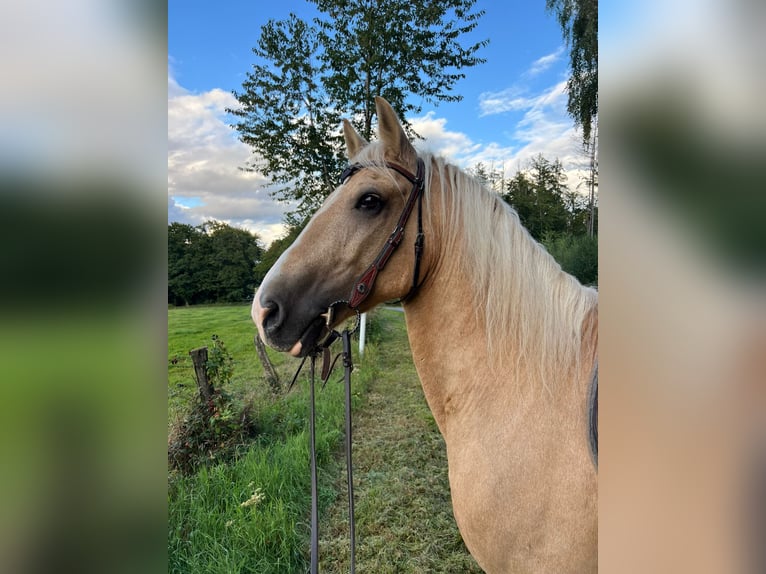 Welsh-D Castrone 9 Anni 150 cm Palomino in Eitorf