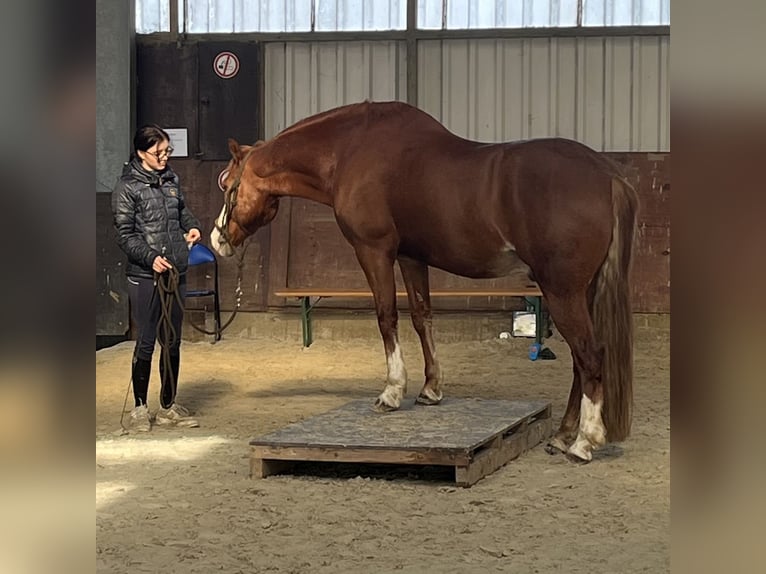 Welsh-D Mix Castrone 9 Anni 155 cm Sauro in Mülheim an der Ruhr