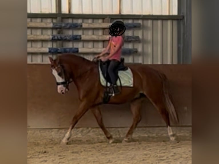 Welsh-D Mix Castrone 9 Anni 155 cm Sauro in Mülheim an der Ruhr