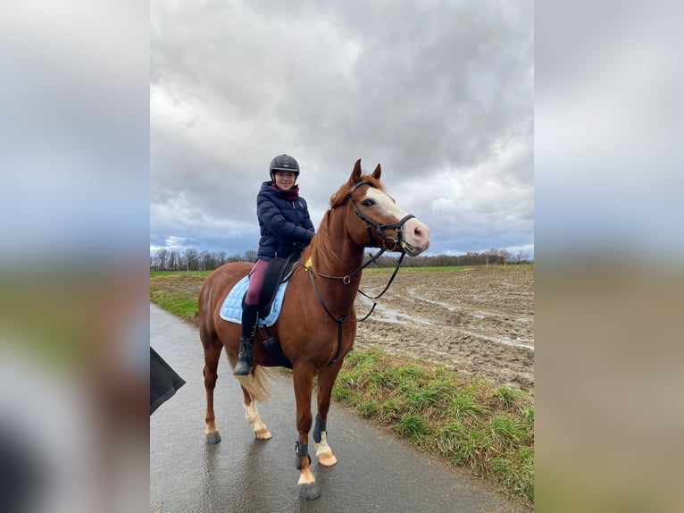 Welsh-D Mix Castrone 9 Anni 155 cm Sauro in Mülheim an der Ruhr