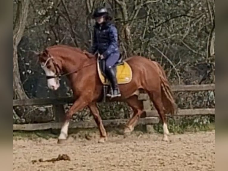 Welsh-D Mix Castrone 9 Anni 155 cm Sauro in Mülheim an der Ruhr