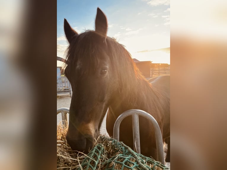 Welsh D (Cob) Gelding 10 years 14.3 hh Bay-Dark in Saterland