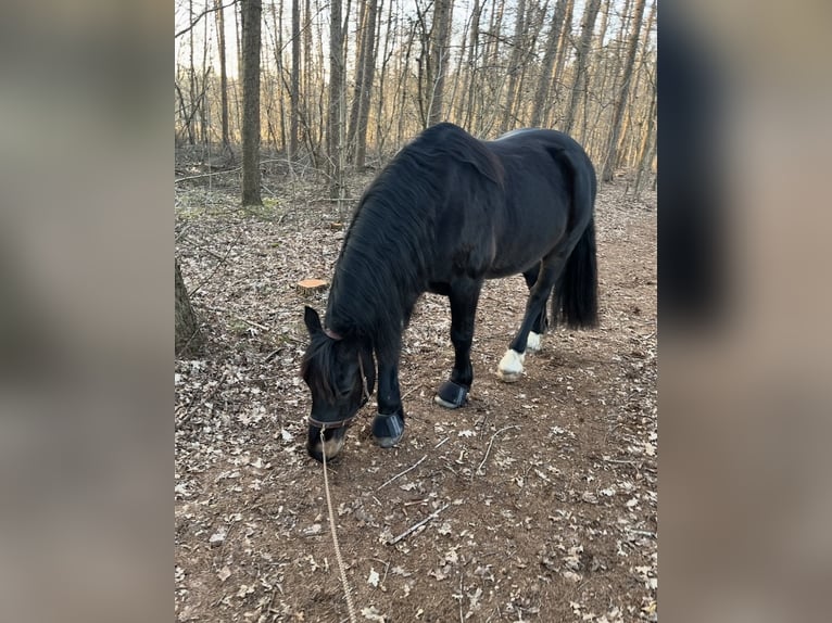 Welsh D (Cob) Gelding 10 years 14.3 hh Bay-Dark in Saterland