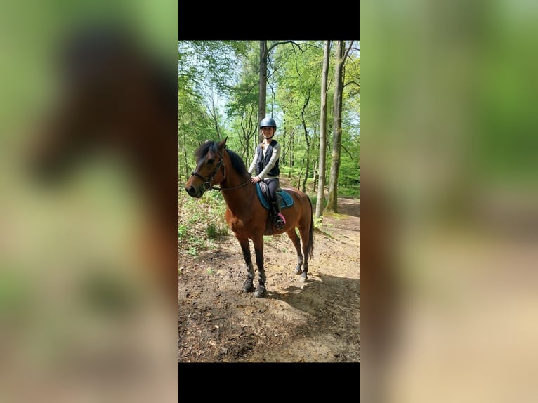 Welsh D (Cob) Gelding 10 years 14 hh Brown in Colfontaine