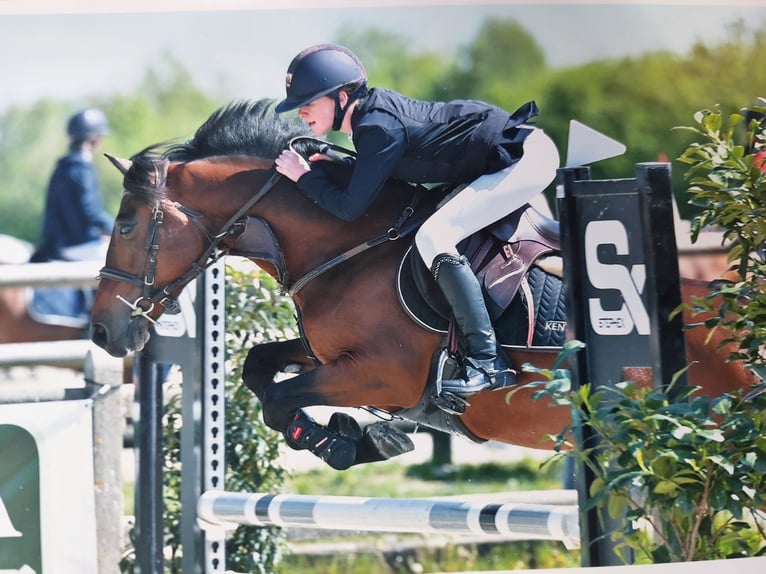 Welsh D (Cob) Gelding 10 years 14 hh Brown in Colfontaine