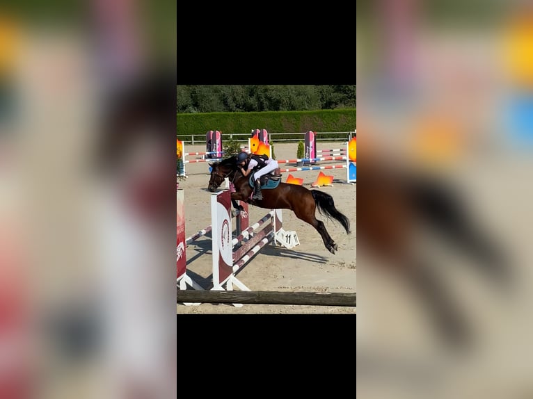 Welsh D (Cob) Gelding 10 years 14 hh Brown in Colfontaine