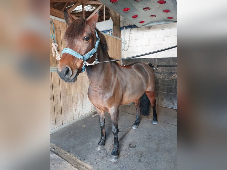 Welsh D (Cob) Gelding 10 years 14 hh Brown in Colfontaine
