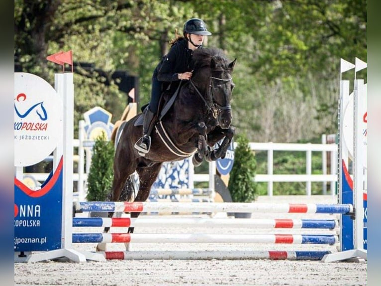 Welsh D (Cob) Mix Gelding 10 years 14,1 hh Black in Golina Wielka