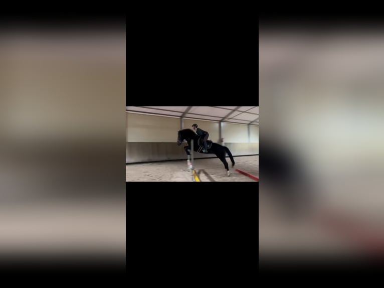 Welsh D (Cob) Mix Gelding 10 years 14,1 hh Black in Golina Wielka