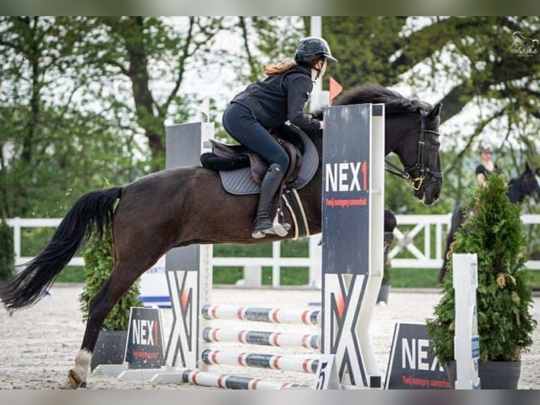 Welsh D (Cob) Mix Gelding 10 years 14,1 hh Black in Golina Wielka