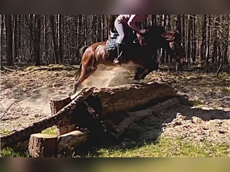 Welsh D (Cob) Gelding 10 years 14,1 hh Brown in Friesoythe