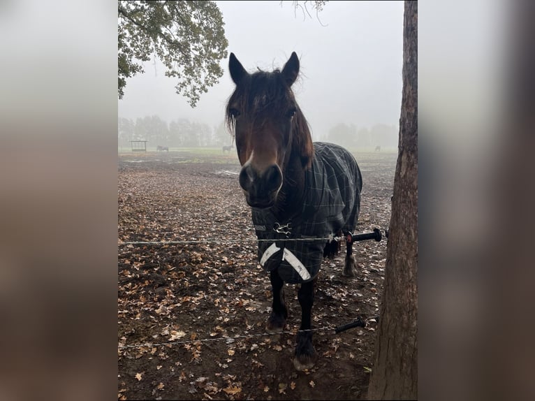 Welsh D (Cob) Gelding 10 years 14,1 hh Brown in Friesoythe