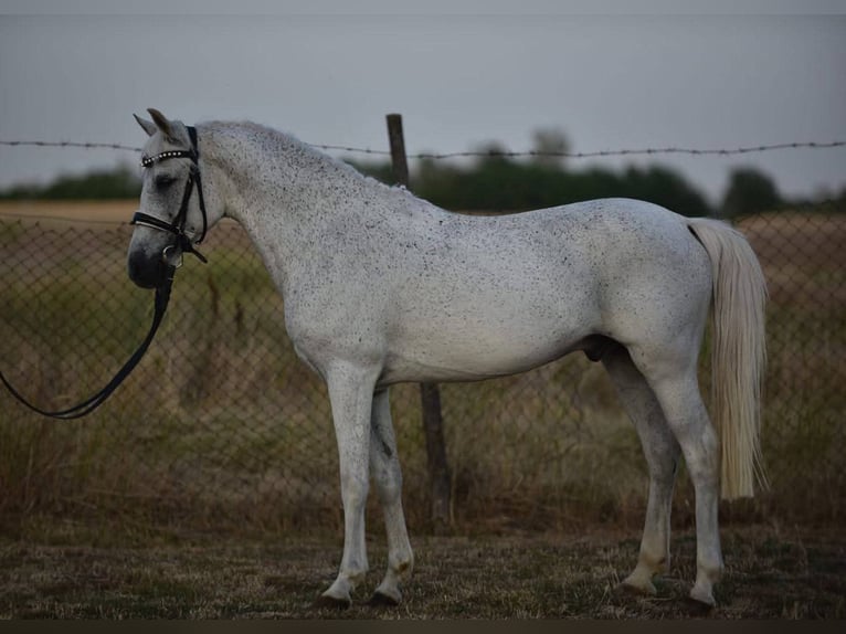 Welsh D (Cob) Gelding 10 years 14,1 hh Gray in Budapest