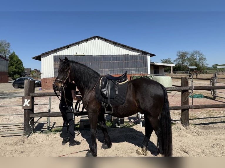 Welsh D (Cob) Gelding 10 years 14,3 hh Bay-Dark in Saterland