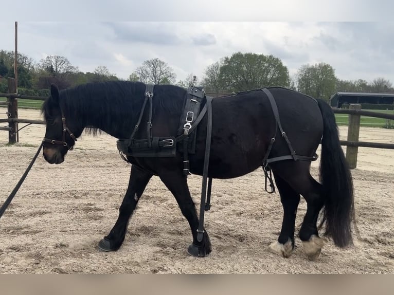 Welsh D (Cob) Gelding 10 years 14,3 hh Bay-Dark in Saterland