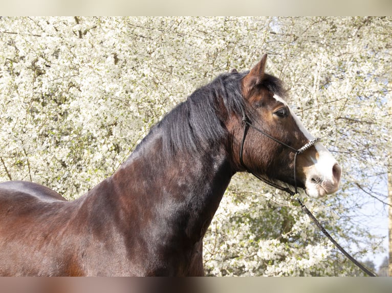Welsh D (Cob) Gelding 10 years 15,1 hh Brown in Neumarkt-Sankt Veit