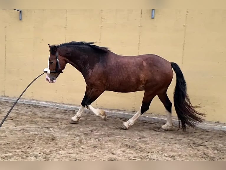 Welsh D (Cob) Gelding 10 years 15,1 hh Brown in Neumarkt-Sankt Veit