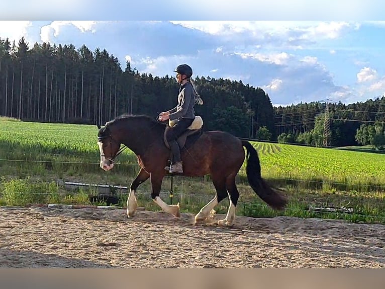 Welsh D (Cob) Gelding 10 years 15,1 hh Brown in Neumarkt-Sankt Veit