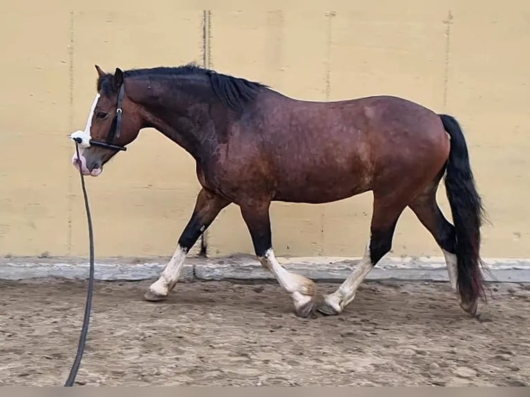Welsh D (Cob) Gelding 10 years 15,1 hh Brown in Neumarkt-Sankt Veit