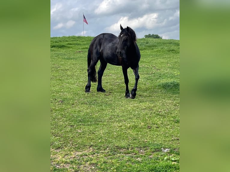 Welsh D (Cob) Gelding 10 years 16 hh Bay-Dark in Grabau