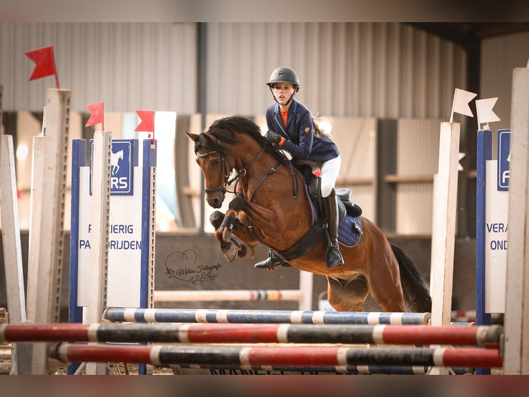 Welsh D (Cob) Gelding 10 years in Dirksland