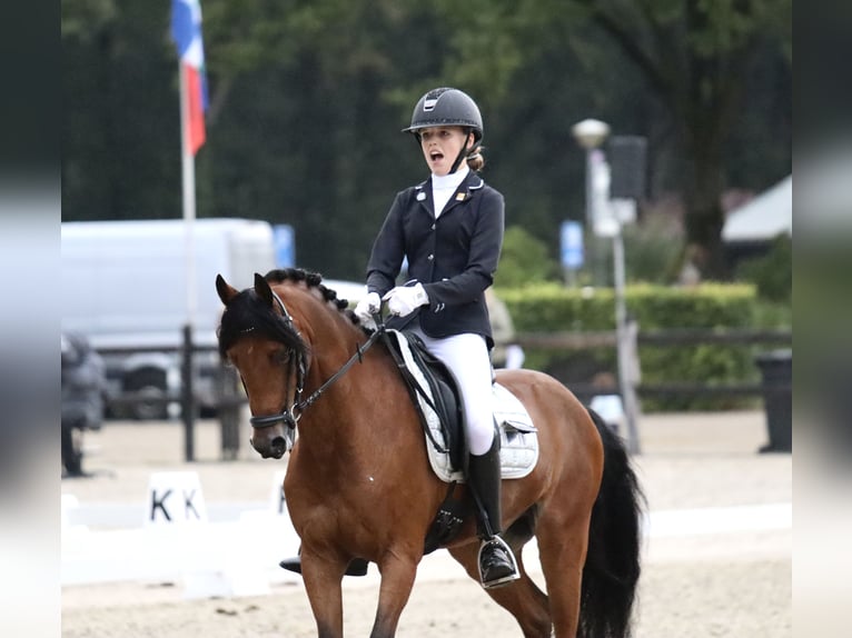 Welsh D (Cob) Gelding 10 years in Dirksland