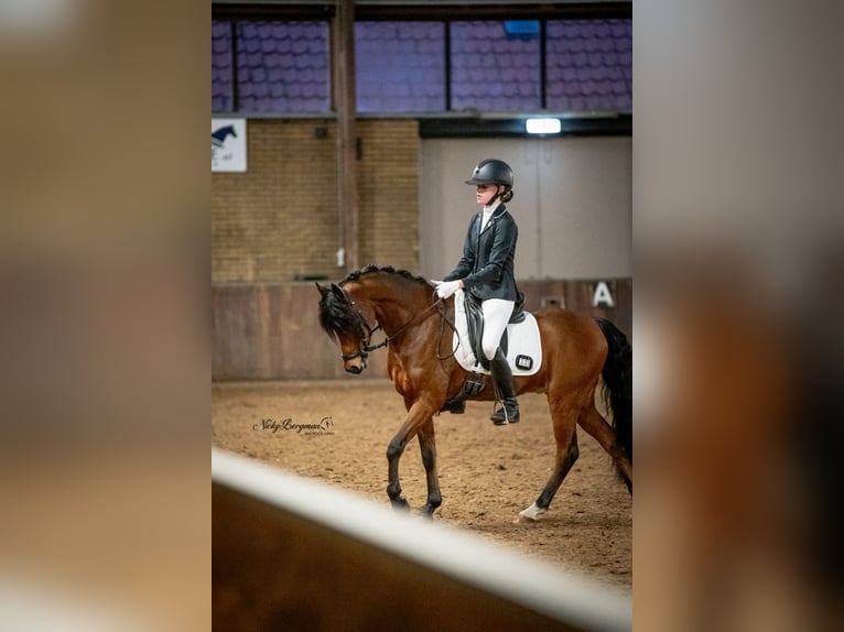 Welsh D (Cob) Gelding 10 years in Dirksland