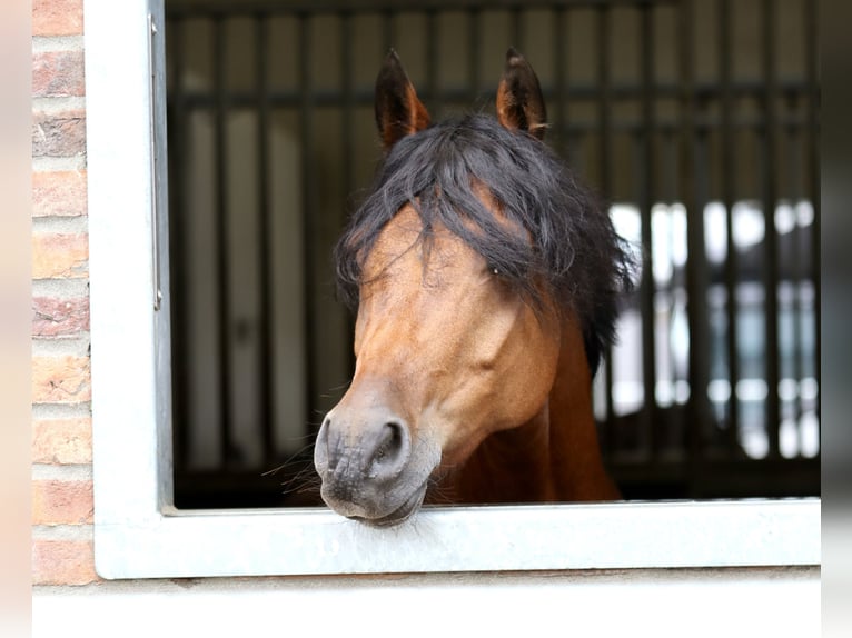 Welsh D (Cob) Gelding 10 years in Dirksland