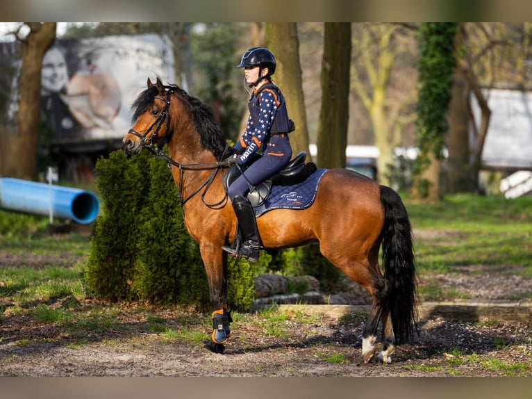 Welsh D (Cob) Gelding 10 years in Dirksland