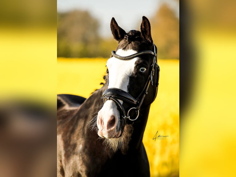 Welsh D (Cob) Gelding 11 years 13,3 hh in S&#xF6;rup