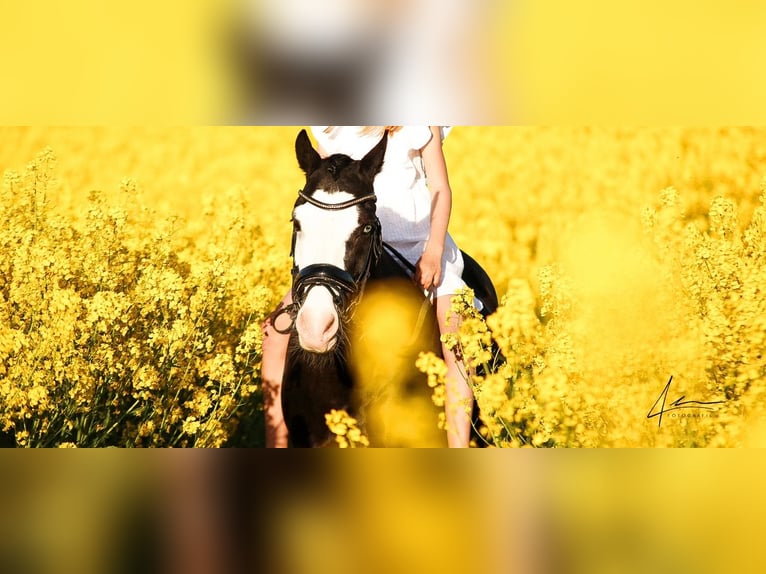 Welsh D (Cob) Gelding 11 years 13,3 hh in S&#xF6;rup