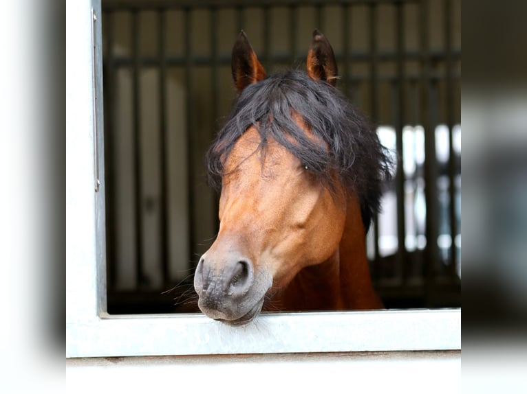 Welsh D (Cob) Gelding 11 years 14 hh Brown in Dirksland
