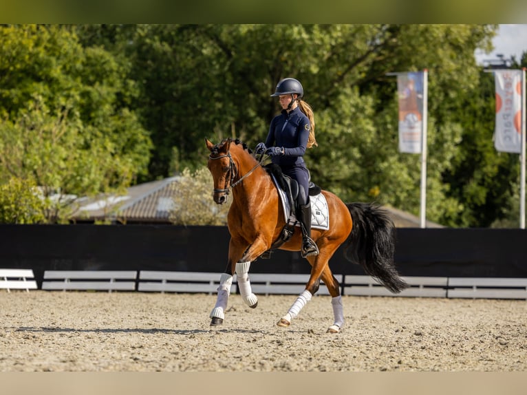 Welsh D (Cob) Gelding 11 years 14 hh Brown in Dirksland