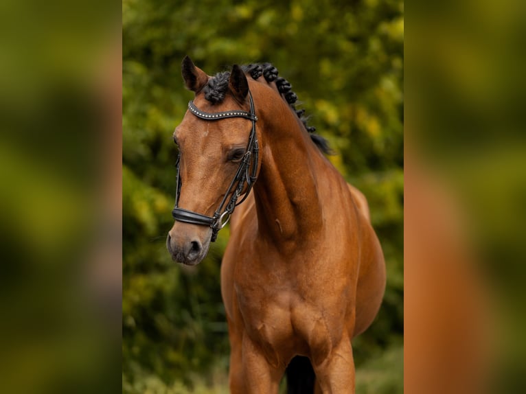 Welsh D (Cob) Gelding 11 years 14 hh Brown in Dirksland