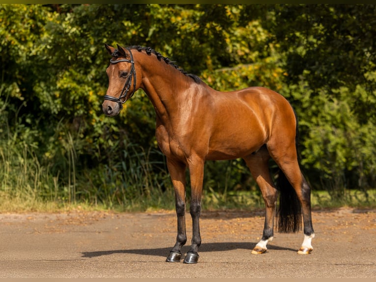 Welsh D (Cob) Gelding 11 years 14 hh Brown in Dirksland