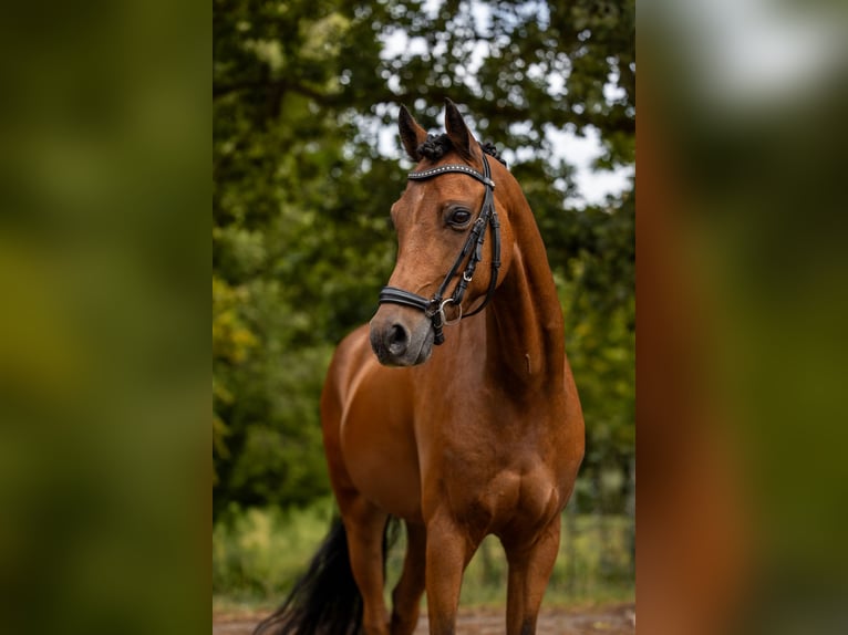 Welsh D (Cob) Gelding 11 years 14 hh Brown in Dirksland