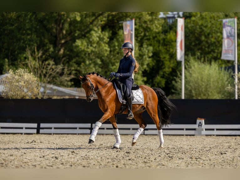 Welsh D (Cob) Gelding 11 years 14 hh Brown in Dirksland