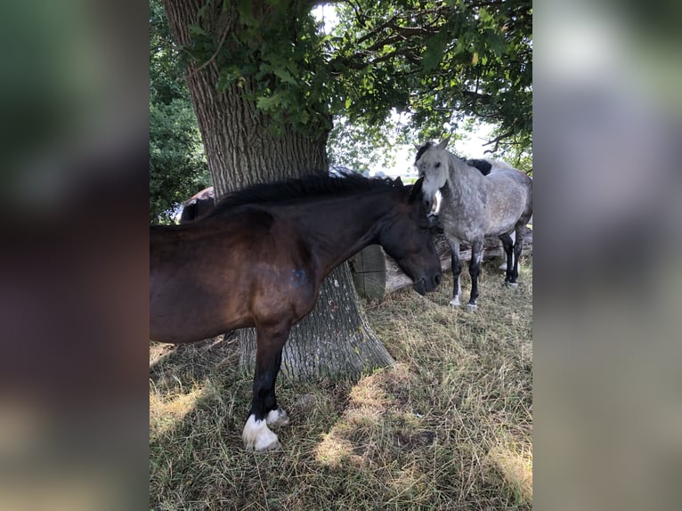 Welsh D (Cob) Gelding 11 years 14,1 hh Black in Tosterglope