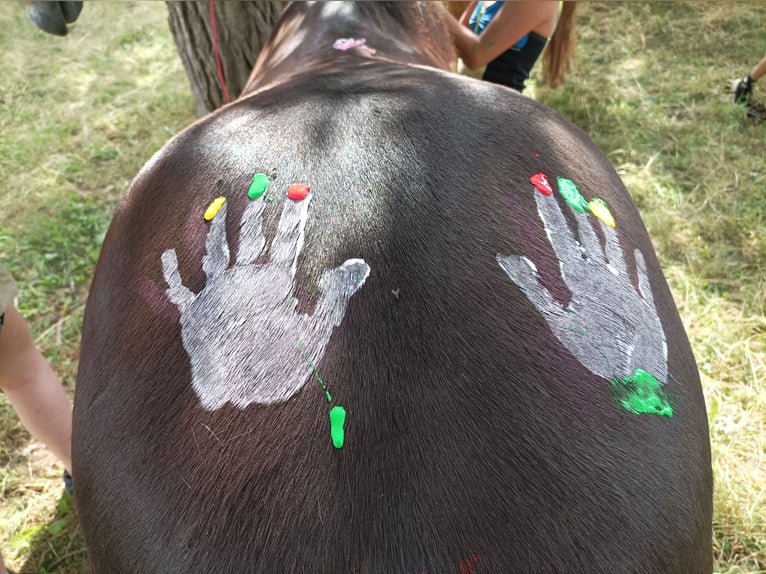 Welsh D (Cob) Gelding 11 years 14,1 hh Black in Tosterglope