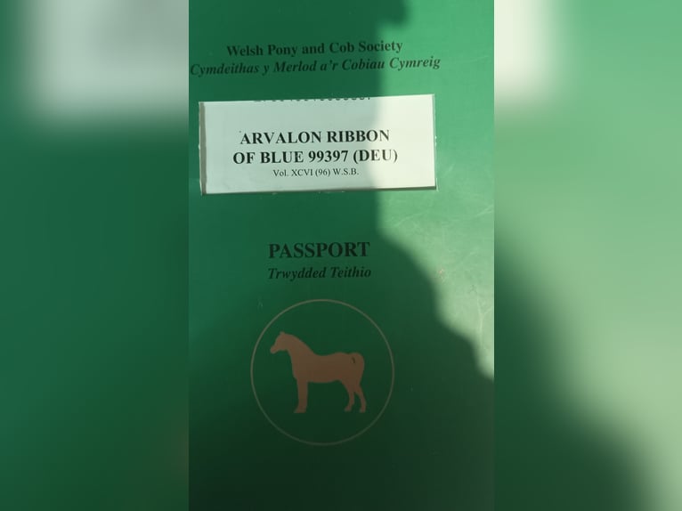 Welsh D (Cob) Gelding 11 years 14,1 hh Black in Tosterglope