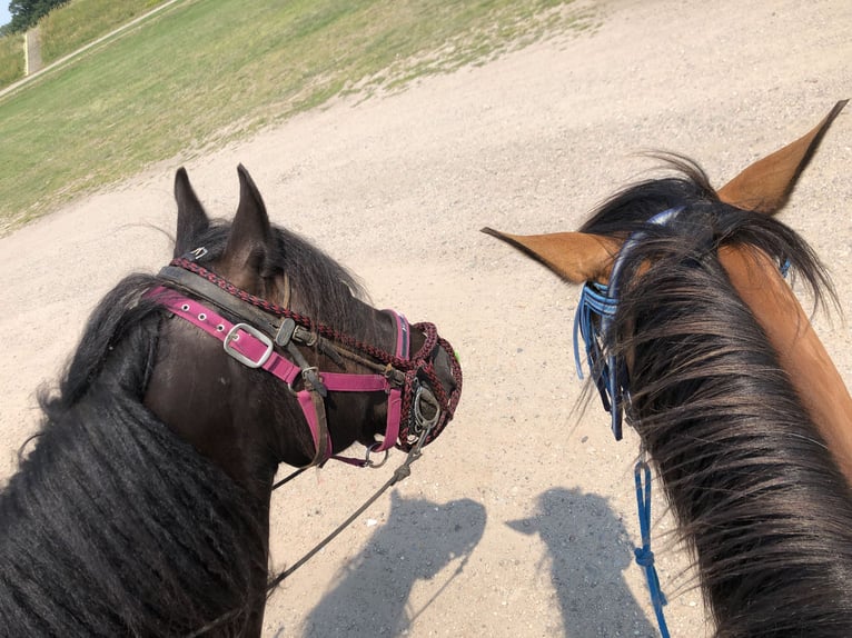 Welsh D (Cob) Gelding 11 years 14,1 hh Black in Tosterglope