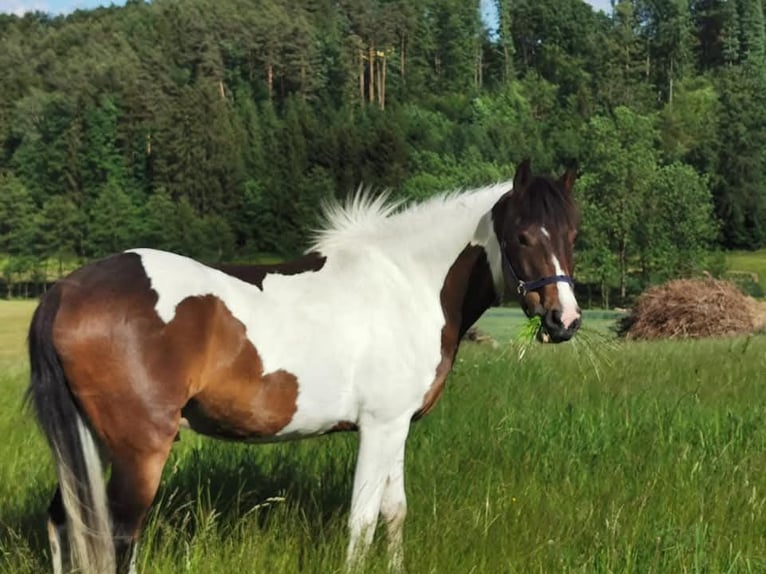 Welsh D (Cob) Gelding 11 years 14,3 hh Pinto in Hitzendorf