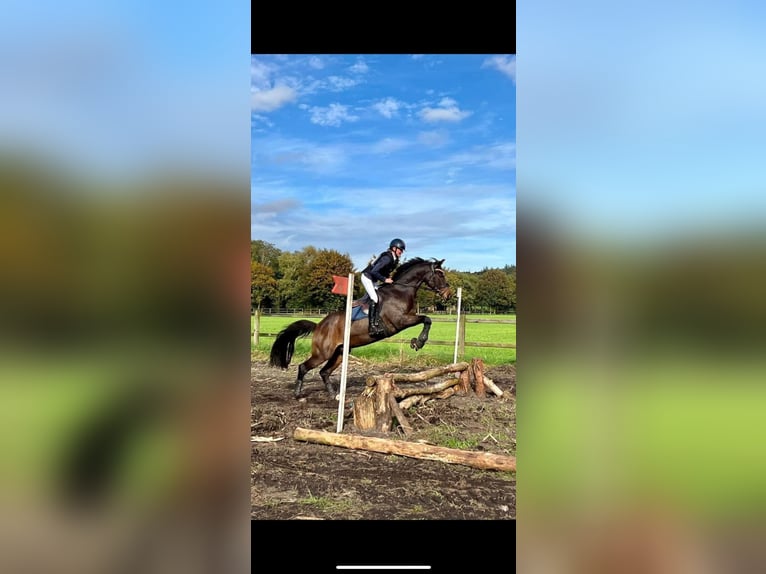 Welsh D (Cob) Gelding 11 years 15.1 hh Brown in Assen