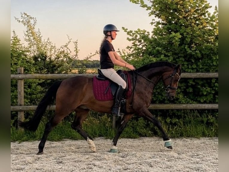 Welsh D (Cob) Gelding 11 years 15.1 hh Brown in Assen