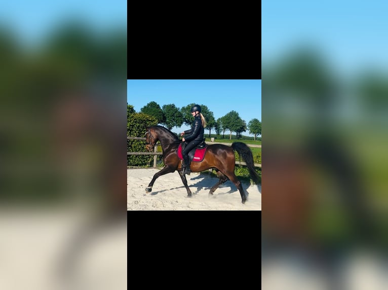 Welsh D (Cob) Gelding 11 years 15.1 hh Brown in Assen