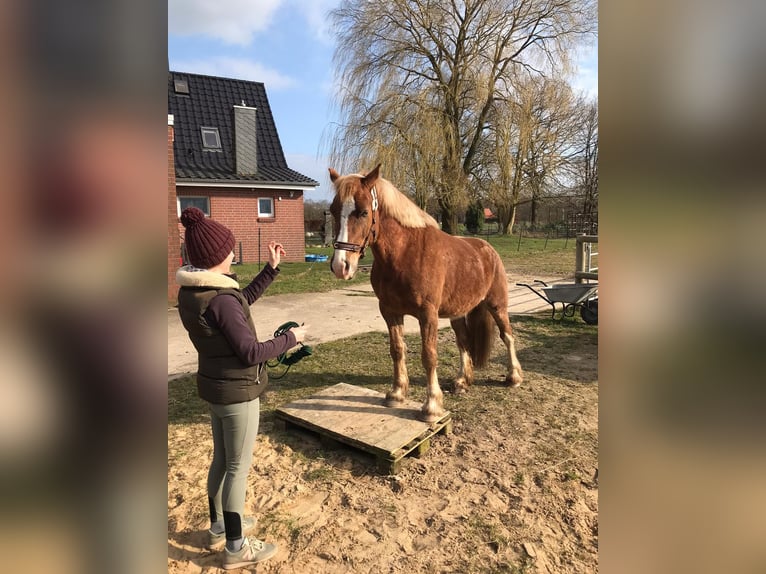 Welsh D (Cob) Gelding 11 years 15.1 hh Chestnut-Red in Lübberstedt