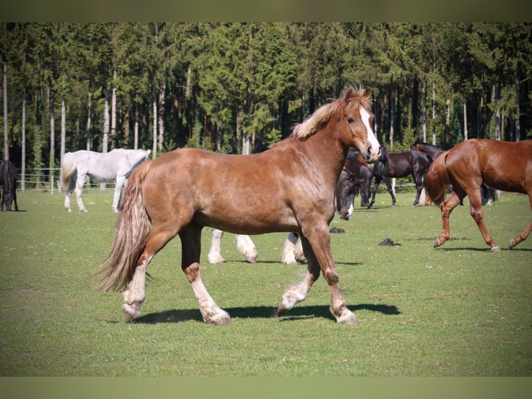 Welsh D (Cob) Gelding 11 years 15.1 hh Chestnut-Red in Lübberstedt