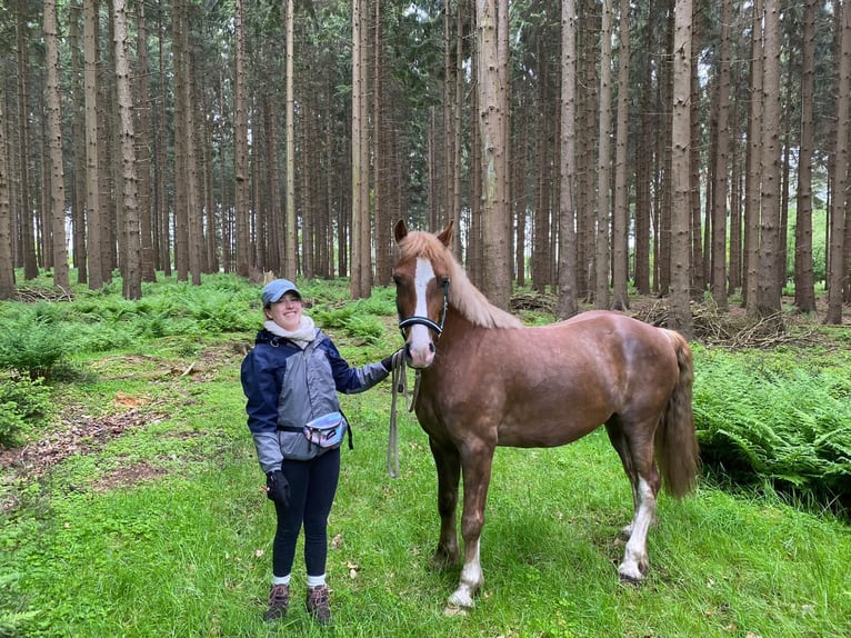 Welsh D (Cob) Gelding 11 years 15.1 hh Chestnut-Red in Lübberstedt