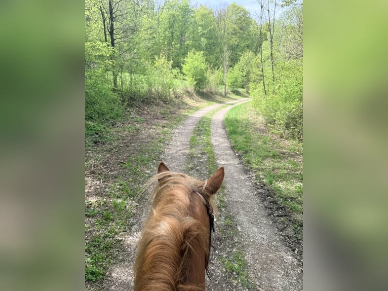 Welsh D (Cob) Mix Gelding 11 years 15.1 hh Chestnut-Red in Großalmerode